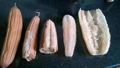 Luffa is a vegetable in the gourd family. This natural sponge is ...