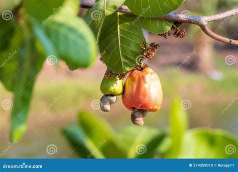 Cashew Fruit (Anacardium Occidentale) Hanging on Tree. Cashew Nuts ...