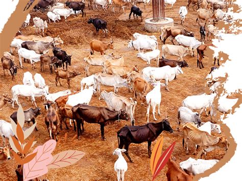 Kanha Gaushala, Uttar Pradesh