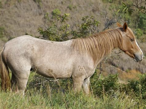 Roan Color Horse