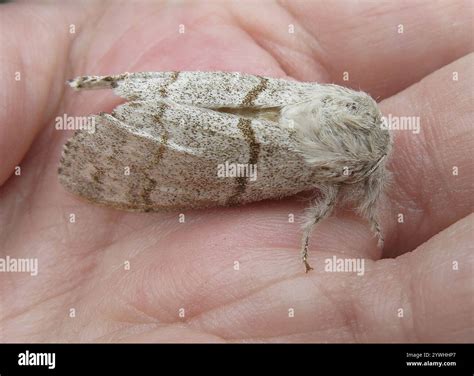 Pale Tussock Moth (Calliteara pudibunda Stock Photo - Alamy