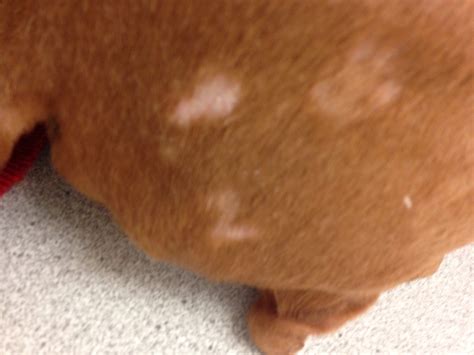 Dry Skin Rash On Dog's Belly at Kathryn Martin blog