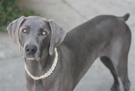 Weimaraner Dog Breed » Information, Pictures, & More