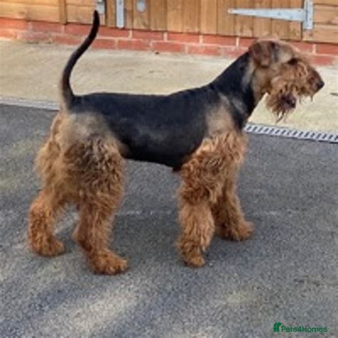 Airedale Terrier breeders | Pets4Homes