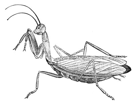 Praying Mantis Drawing at PaintingValley.com | Explore collection of ...