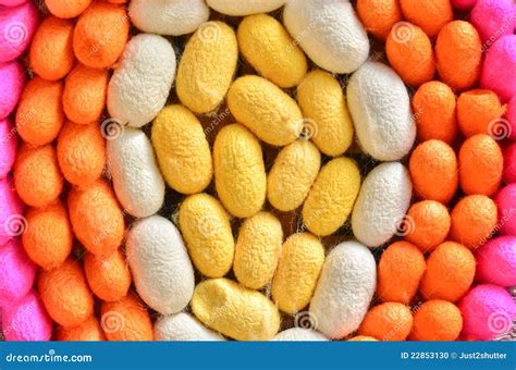 Silkworm Cocoon Macro Detail Many Silk Worm Stock Photography ...