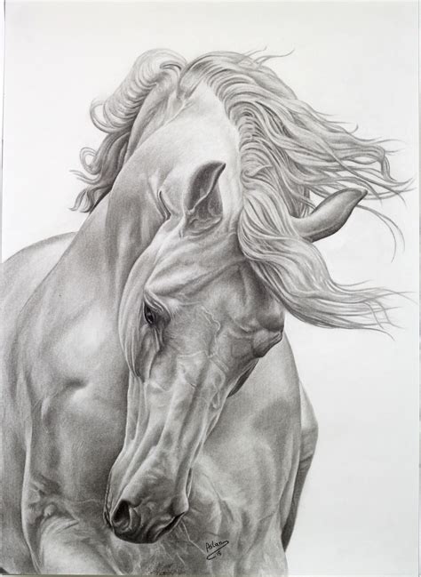 my work ...Mustafa Aslan .. | Horse art drawing, Horse drawings, Equine ...