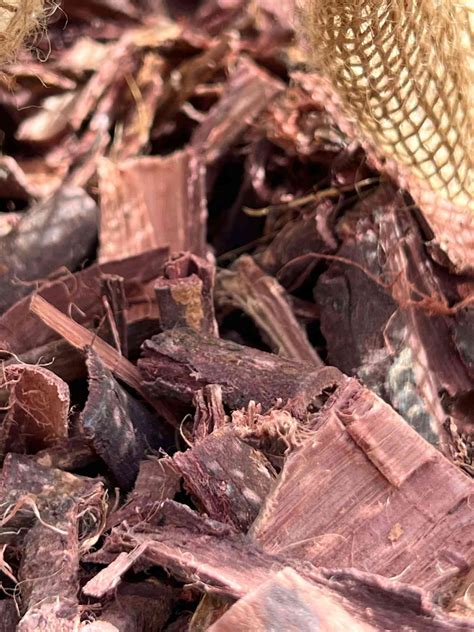 7 Secrets Of Mimosa Hostilis Root Bark: Extraction, Health Benefits