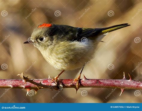 Ruby Crowned Kinglet - Regulus Calendula Stock Photo - Image of kinglet, side: 64897556
