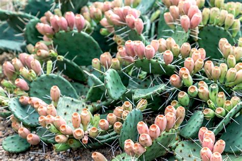 Prickly Pear Cactus: Plant Care & Growing Guide