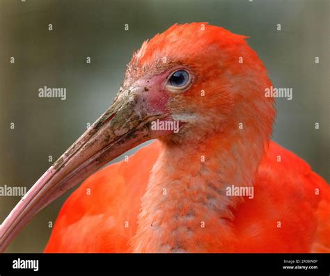 The scarlet ibis is a species of ibis in the bird family Threskiornithidae. It inhabits tropical ...