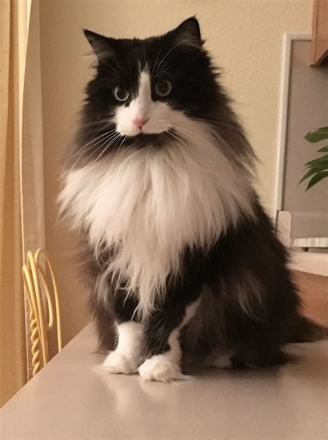 Beautiful Tuxedo Cats Top!