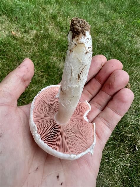 Agaricus campestris: The Ultimate Mushroom Guide + 7 Recipes