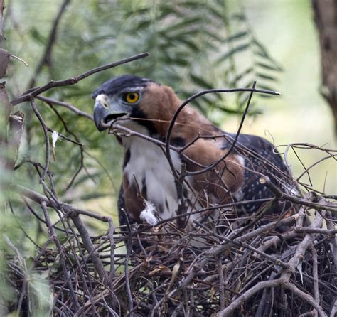 Pictures and information on Ornate Hawk-eagle