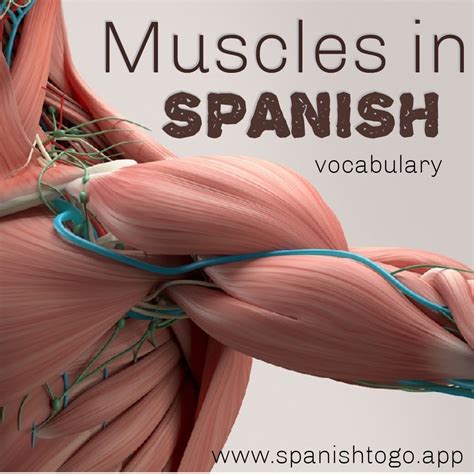 Traps Muscle In Spanish at Mia Rooke blog