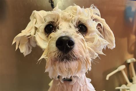 Bubbles Dog Grooming Los Angeles Photos at Edward Varley blog