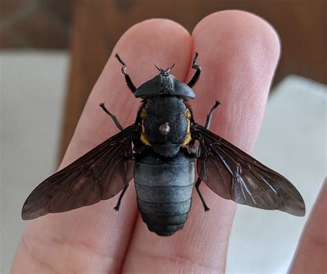 Black Horse Fly