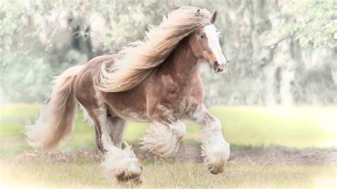 Gypsy Vanner Horse High Definition Wallpaper 19331 - Baltana