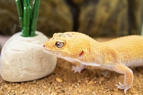 Leopard Gecko Care: Housing, Diet, and Health Tips
