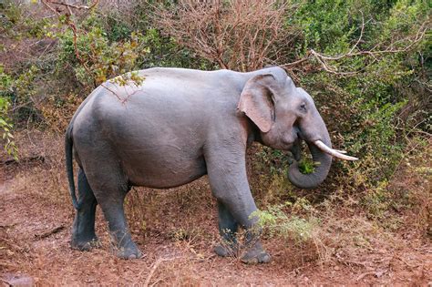 Yala National Park, Sri Lanka | Aksgar.me