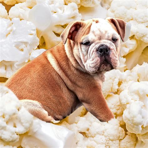 Can Dogs Have Cauliflower