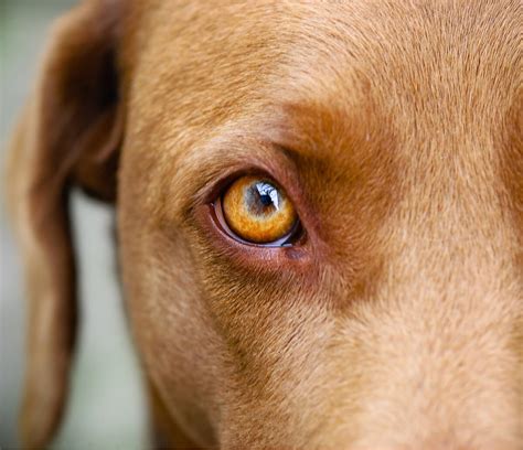 Uveitis in dogs: causes, symptoms and treatments