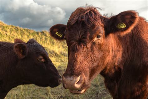 Red Poll Cattle