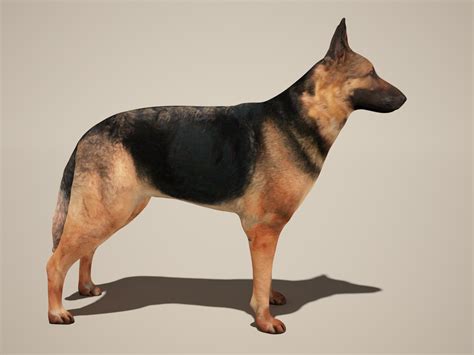 Zona 3d Dog