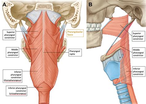 Anatomy of the Pharynx and Cervical Esophagus - Neuroimaging Clinics