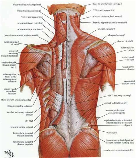 Lower Back Muscles | Giải phẫu học, Chữa bệnh, Thể dục