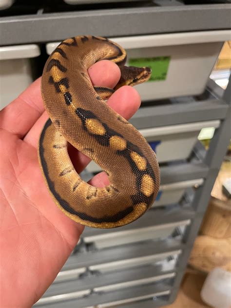 Genetic Stripe Ball Python by Titicut Constrictors - MorphMarket