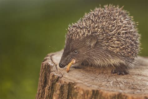 What's the Difference: Echidnas, Hedgehogs and Porcupines