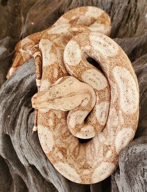 2022 0.1 Fauci Line Pure Hog Island Boa Constrictor by Indian River ...