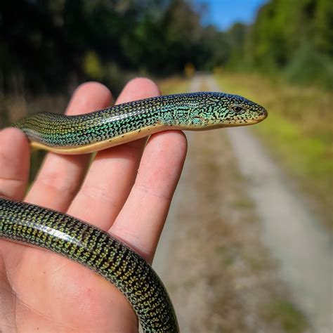 Cool Eastern Glass Lizard I found a while back. I had to convince most ...
