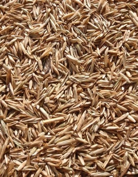 Amazon.com : Perennial Ryegrass Seeds for Planting - Premium Quality ...