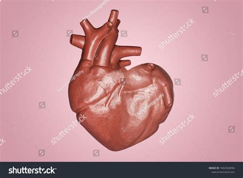 Shape Of Human Heart Images Human Heart Human Heart Anatomy