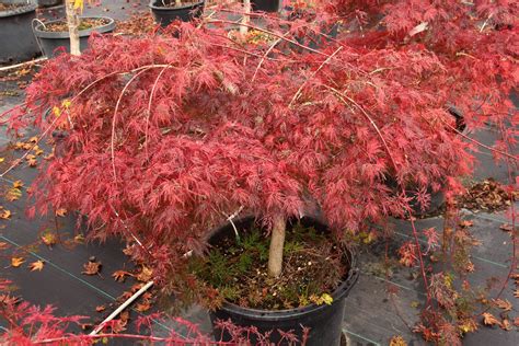 Emerald Lace Japanese Maple: Delicate Plant for Small Spaces | Japanese ...