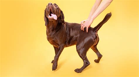 Is my dog pregnant? Signs, nutrition and care | Pooch & Mutt