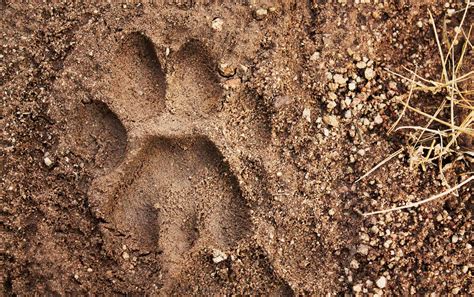 Backyard Animal Tracks Identification: A Complete Guide for 2024 - A-Z ...