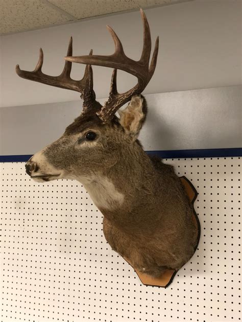 Professionally taxidermied trophy stag deer head mount