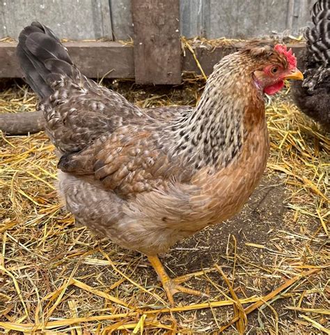 How Big Do Easter Egger Hens Get at Carisa Macaulay blog