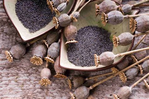 How To Store Poppy Flower Seeds at Christian Brown blog