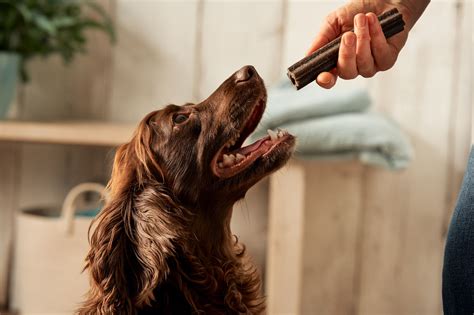 How to Get Rid of Dogs Bad Breath: X Useful Tips | Forthglade