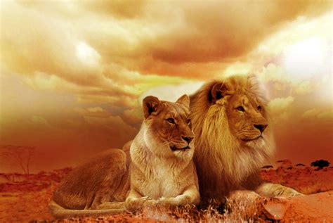 African Lion And Lioness Wallpaper, HD Animals 4K Wallpapers, Images ...