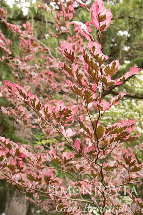 Fagus | Tricolor Beech - 3 Gallon - Berns Garden Center