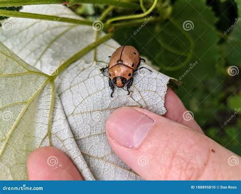 A Grapevine Beetle Pelidnota Punctata Crawling on a Grape Leaf Held by a Person’s Hand. Stock ...