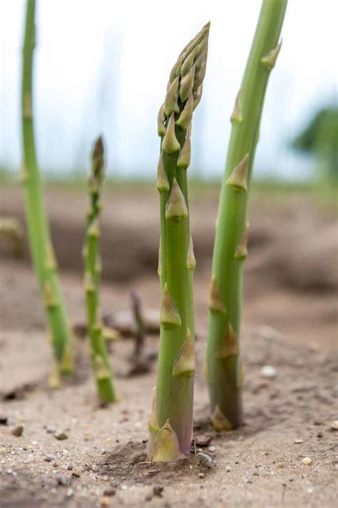 Does Asparagus Multiply and Spread on Its Own? - FarmingThing.com