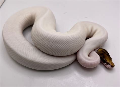 Pinto Pied Ball Python by LI Reptiles - MorphMarket