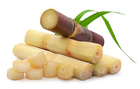 Sugar Cane