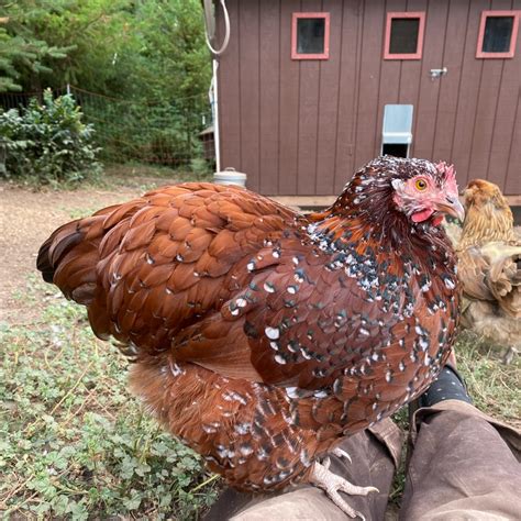 Blue Splash Marans and Jubilee Orpington Chickens Add Flair to Your ...